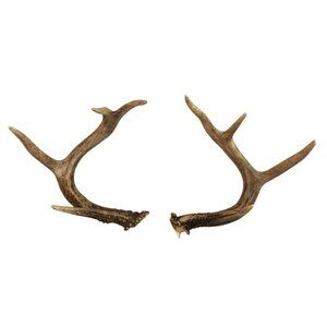 Natural Whitetail Deer Antler Set For Crafts Home Decor & Antler Art 2 Rustic Ca